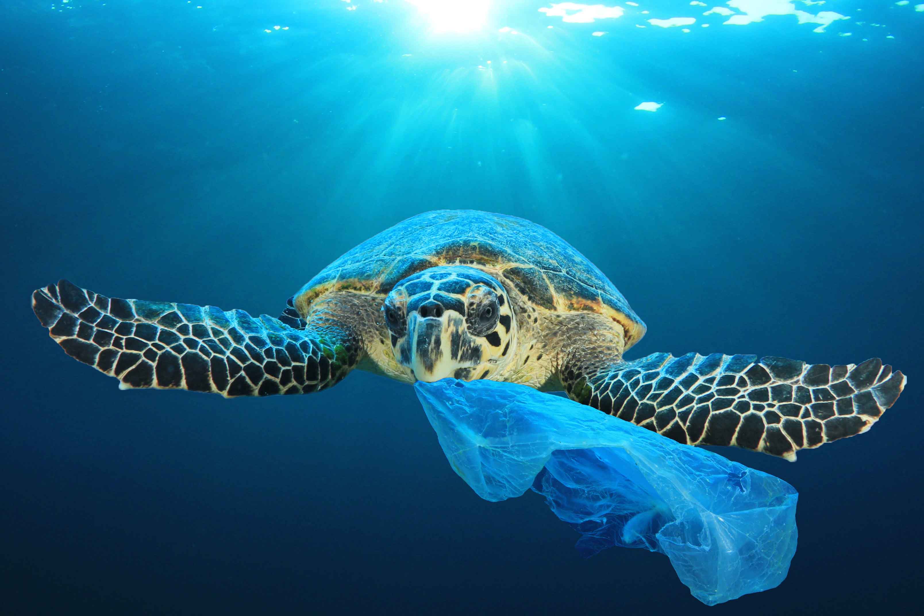 Laten we plasticvervuiling verminderen!