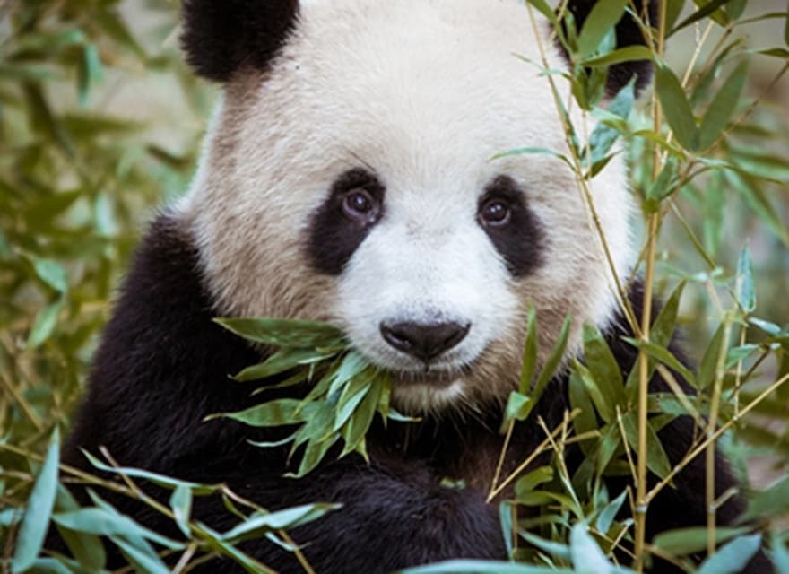 Wil je mij sponsoren voor Wereld Natuur Fonds?