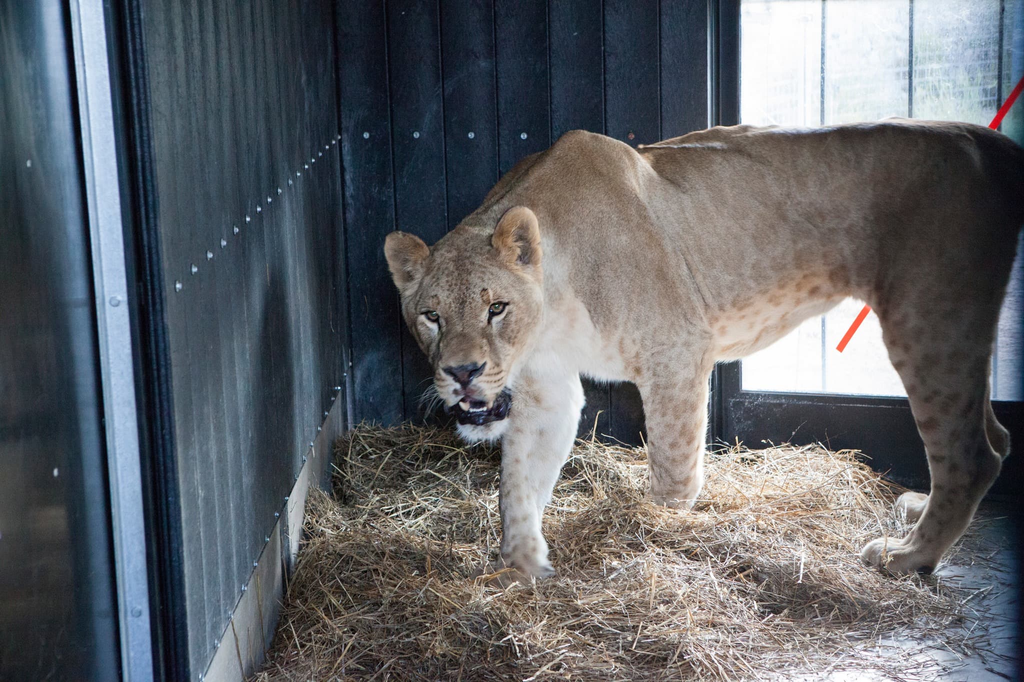 Help Ruru zijn eerste weken door bij AAP!