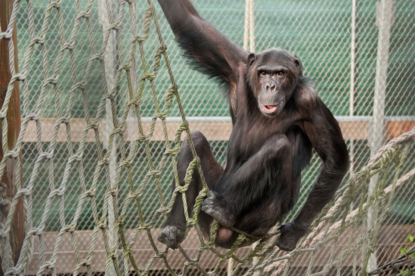 Maak het verschil op Dierendag!