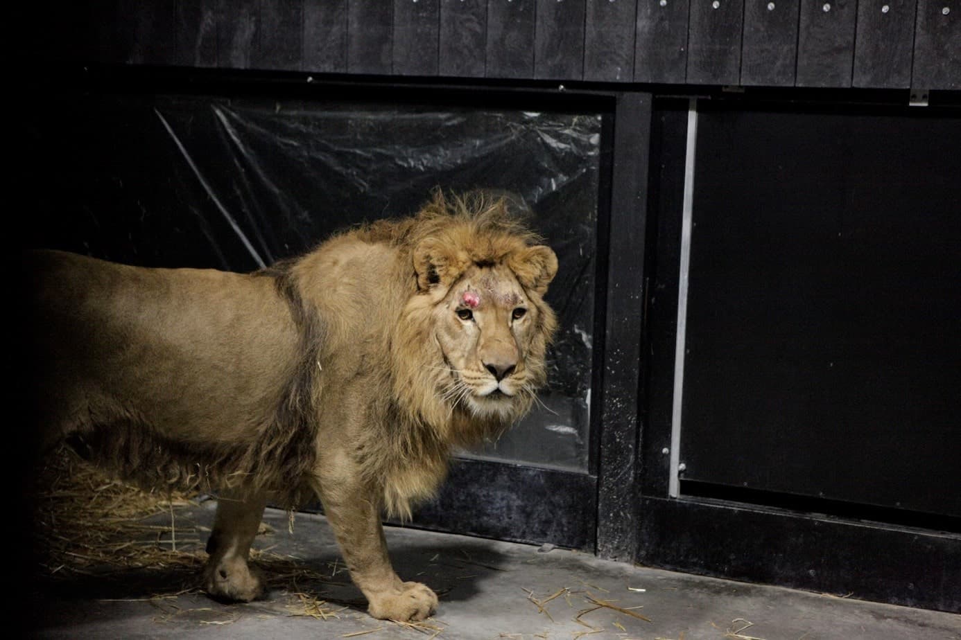 AAP helpt leeuwen uit Oekraïne
